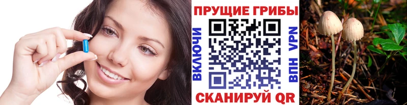 магазин  наркотиков  Нововоронеж  Псилоцибиновые грибы Psilocybe 